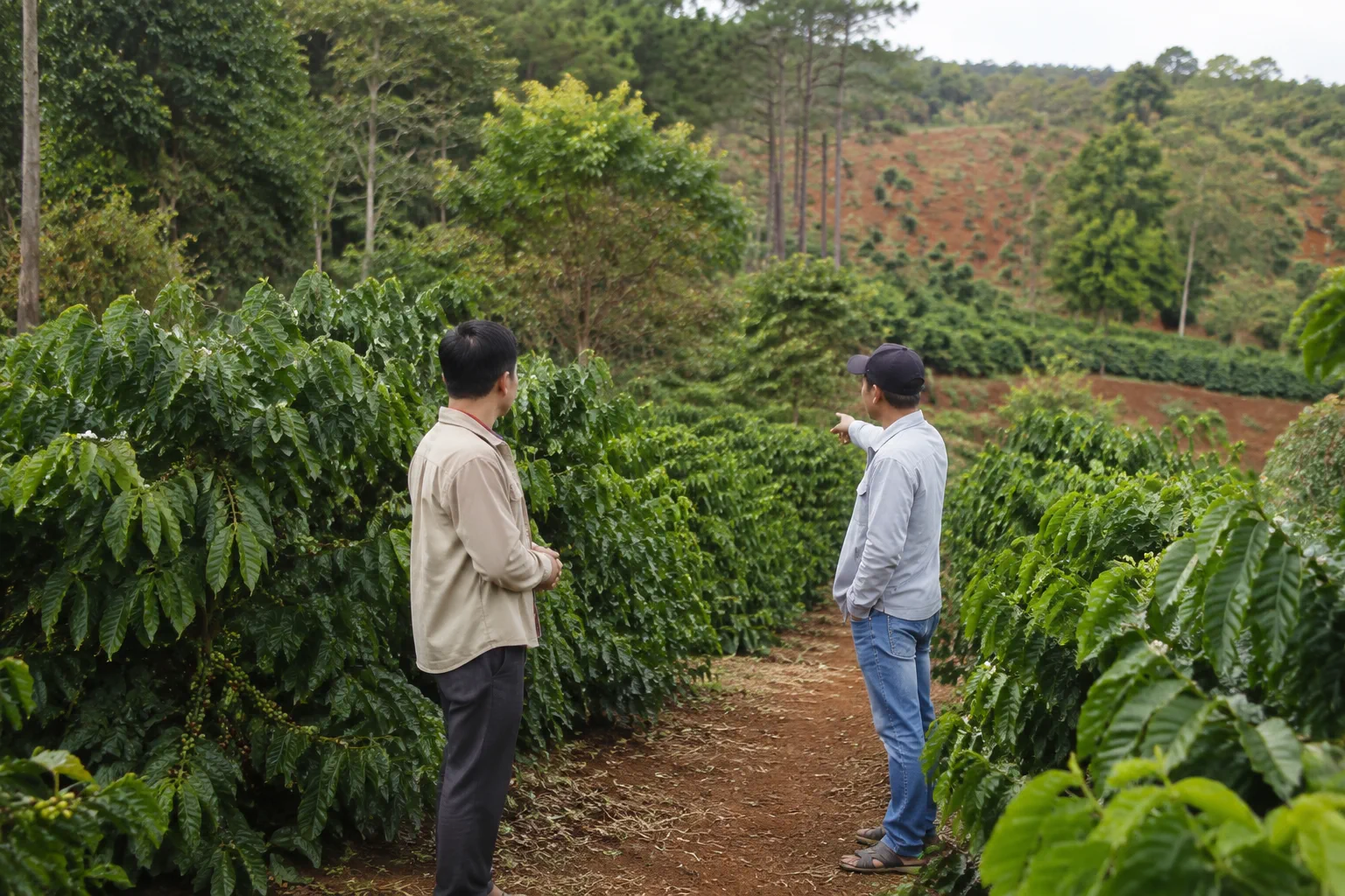 Người khảo sát đất nông nghiệp trao đổi về hiện trạng canh tác tại vườn cà phê với góc nhìn tập trung vào điều kiện thực tế của khu đất