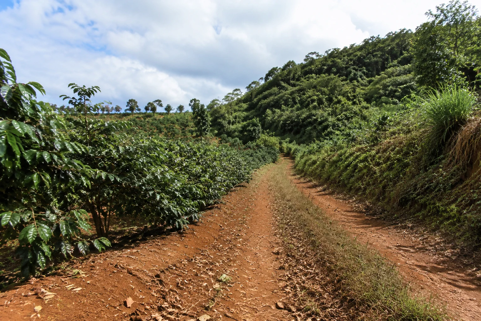 Góc nhìn từ bên trong một khu đất farm Đắk Nông với lối đi nội bộ, hàng cây nông nghiệp và khu vực địa hình khác nhau được quan sát để đánh giá sự phù hợp trước khi mua