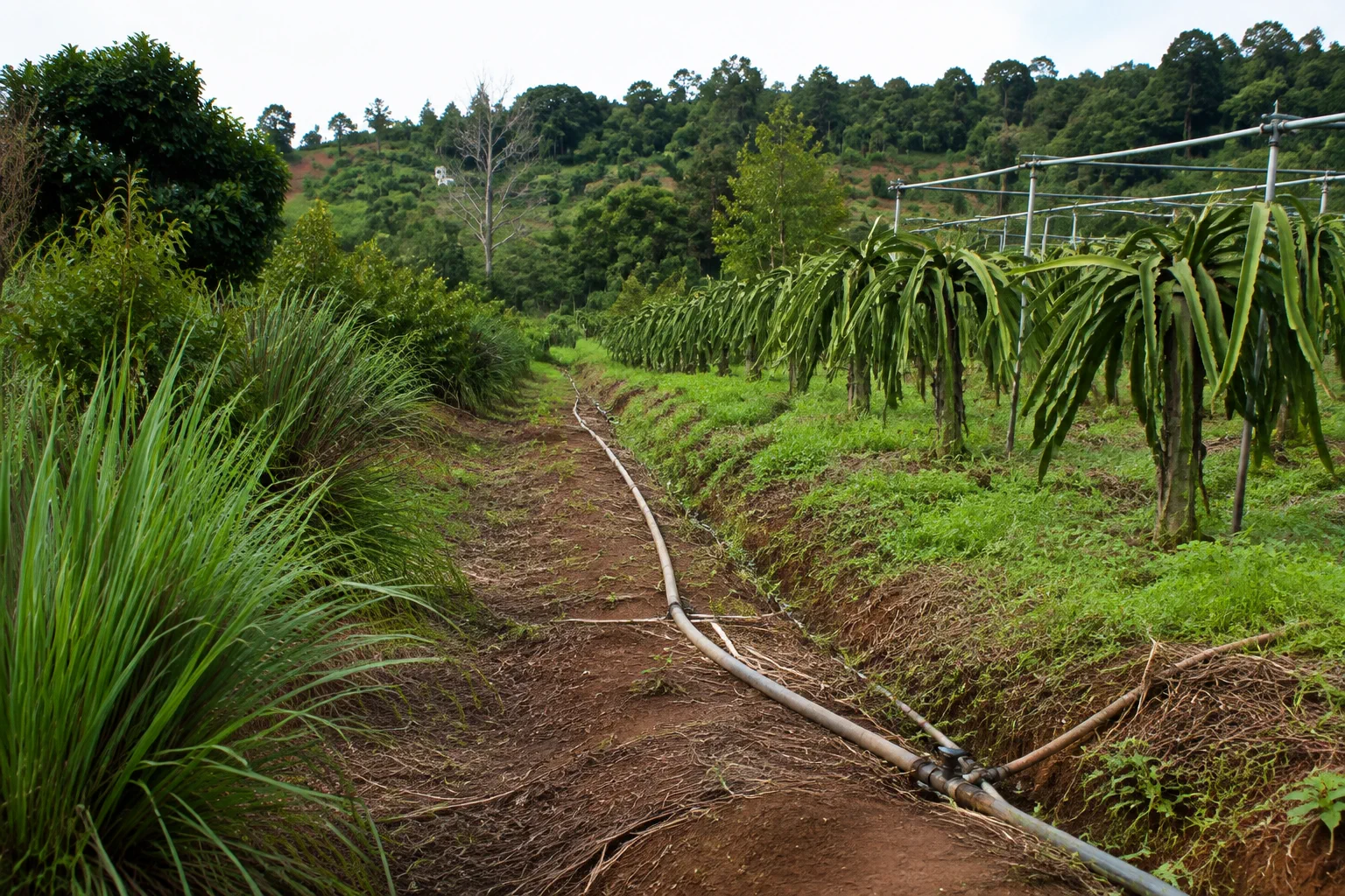 Góc nhìn cận cảnh khu vực vận hành trong một farm Đắk Nông với hệ thống tưới, cây trồng và lối đi nội bộ, giúp người mua hình dung các yếu tố cần kiểm tra ngoài mô tả tài sản.
