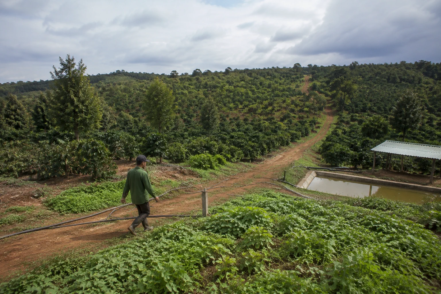 Toàn cảnh khu đất farm tại Đắk Nông với một người vận hành đang kiểm tra các khu vực chăm sóc và hạ tầng ngoài trời, thể hiện việc đánh giá công việc thực tế trước khi lập kế hoạch