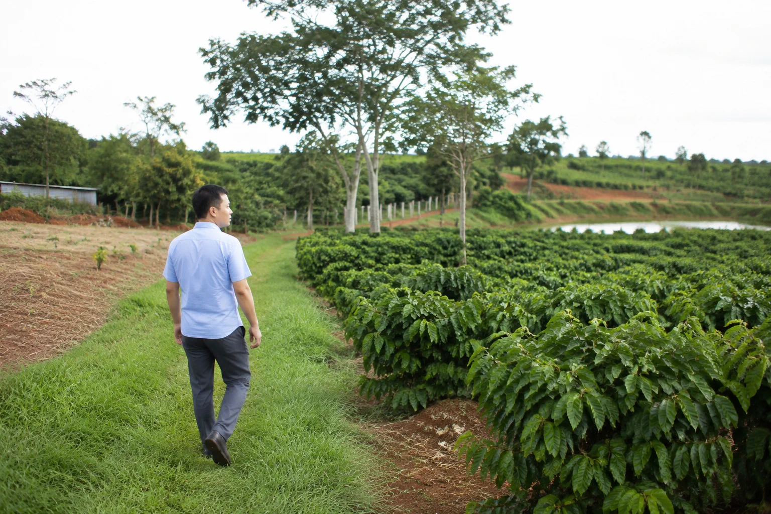 Người quản lý đi kiểm tra hiện trạng khu đất farm Đắk Nông bằng cách quan sát các khu vực khác nhau trong trang trại, tập trung vào việc ghi nhận thực tế tại hiện trường